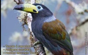 Toucan à capuchon – Andigena cucullata – Hooded Mountain Toucan
