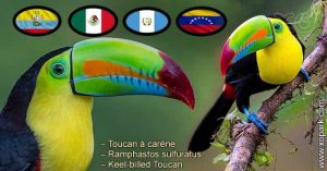 Toucan à carène – Ramphastos sulfuratus – Keel-billed Toucan