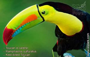 Toucan à carène – Ramphastos sulfuratus – Keel-billed Toucan