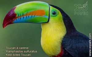 Toucan à carène – Ramphastos sulfuratus – Keel-billed Toucan