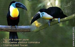 Toucan à culmen jaune – Ramphastos vitellinus culminatus – Channel-billed Toucan
