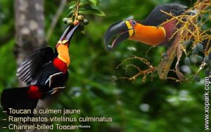 Toucan à culmen jaune – Ramphastos vitellinus culminatus – Channel-billed Toucan