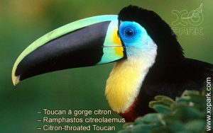 Toucan à gorge citron – Ramphastos citreolaemus – Citron-throated Toucan
