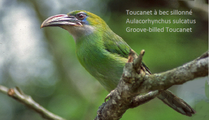 Toucanet à bec sillonné – Aulacorhynchus sulcatus – Groove-billed Toucanet