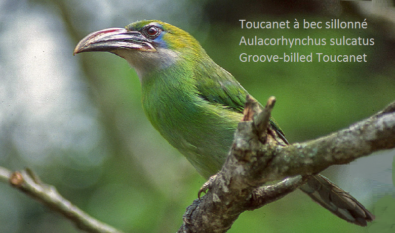 Toucanet à bec sillonné – Aulacorhynchus sulcatus – Groove-billed Toucanet