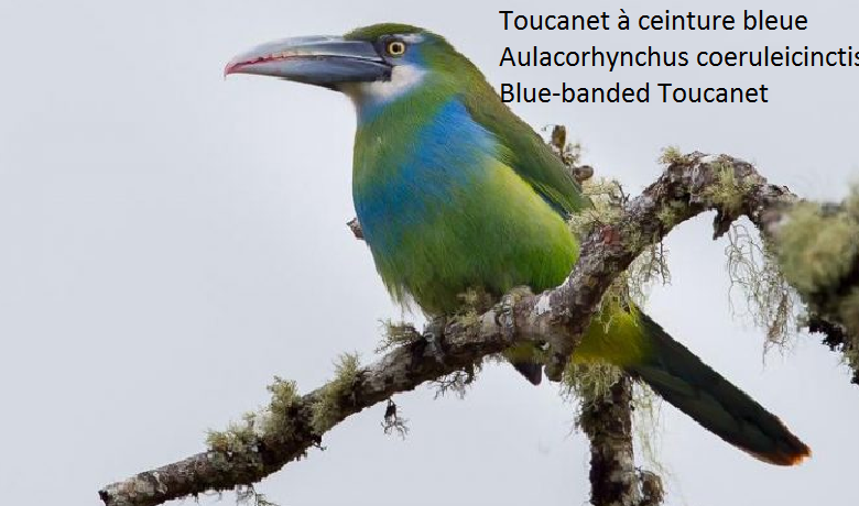 Toucanet à ceinture bleue – Aulacorhynchus coeruleicinctis – Blue-banded Toucanet