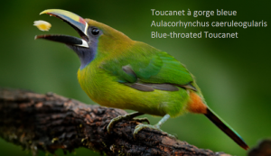 Toucanet à gorge bleue – Aulacorhynchus caeruleogularis – Blue-throated Toucanet