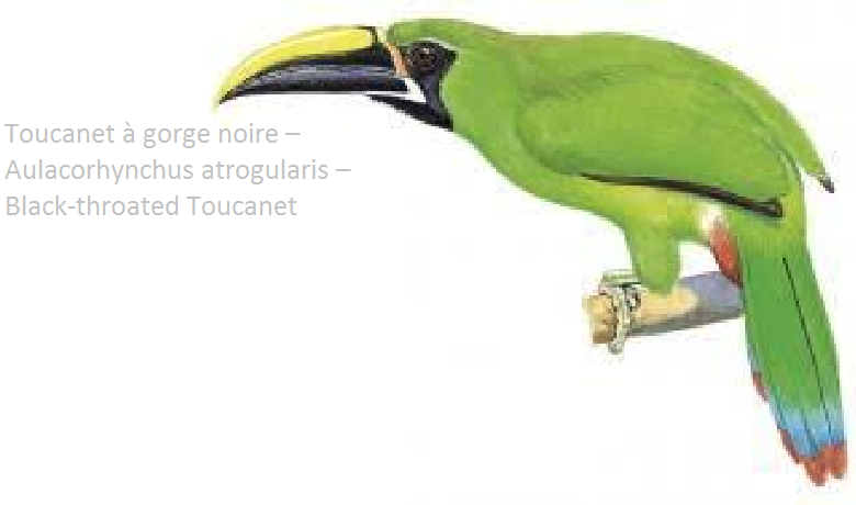 Toucanet à gorge noire – Aulacorhynchus atrogularis – Black-throated Toucanet