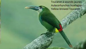 Toucanet à sourcils jaunes – Aulacorhynchus huallagae – Yellow-browed Toucanet