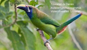 Toucanet de Darién – Aulacorhynchus cognatus – Violet-throated Toucanet