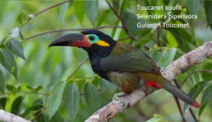 Toucanet koulik – Selenidera piperivora – Guianan Toucanet