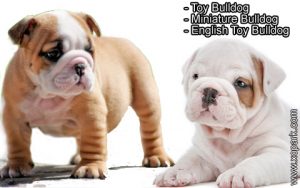 Toy Bulldog, Miniature Bulldog, English Toy Bulldog
