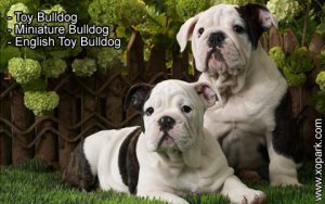 Toy Bulldog, Miniature Bulldog, English Toy Bulldog