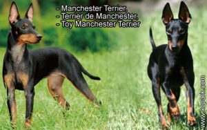 Toy Manchester Terrier, Manchester Terrier, Terrier de Manchester