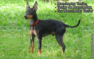 Toy Manchester Terrier, Manchester Terrier, Terrier de Manchester