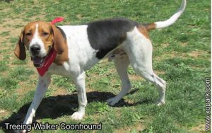 Treeing Walker Coonhound