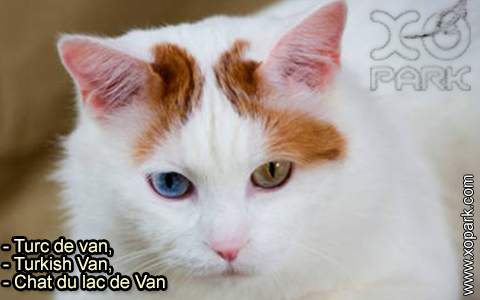 Turc De Van Chat Du Lac De Van Turkish Cat Turkish Van Xopark Com