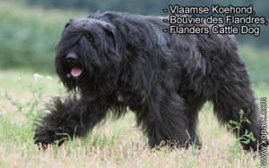 Vlaamse Koehond, Bouvier des Flandres, Flanders Cattle Dog