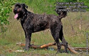 Vlaamse Koehond, Bouvier des Flandres, Flanders Cattle Dog