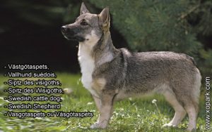 Vasgotaspets ou Väsgötaspets, Siptz des visigoths, Spitz des Wisigoths, Västgötaspets, Vallhund suédois, Swedish cattle dog, Swedish Shepherd,