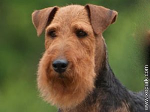 Welsh Terrier, Terrier gallois, Welshie WT, Kimra terhundo