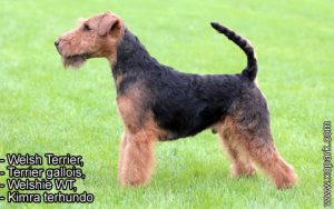Welsh Terrier, Terrier gallois, Welshie WT, Kimra terhundo