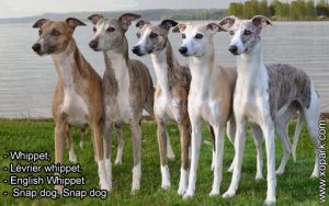 Whippet, Lévrier whippet, English Whippet or Snap dog, Snap dog