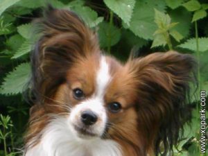 Épagneul Papillon - Epagneul Nain Continental - Continental Toy Spaniel