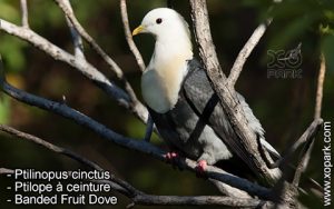 Ptilinopus cinctus - Ptilope à ceinture - Banded Fruit Dove