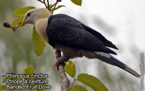 Ptilinopus cinctus - Ptilope à ceinture - Banded Fruit Dove