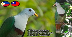 Ptilinopus leclancheri - Black-chinned Fruit Dove - Ptilope de Leclancher