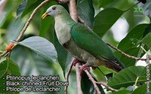 Ptilinopus leclancheri - Black-chinned Fruit Dove - Ptilope de Leclancher