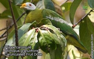 Ptilope caronculé - Ptilinopus granulifrons - Carunculated Fruit Dove
