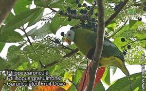Ptilope caronculé - Ptilinopus granulifrons - Carunculated Fruit Dove