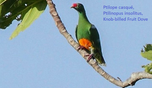 Ptilope casqué, Ptilinopus insolitus, Knob-billed Fruit Dove
