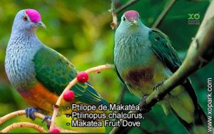 Ptilope de Makatéa, Ptilinopus chalcurus, Makatea Fruit Dove