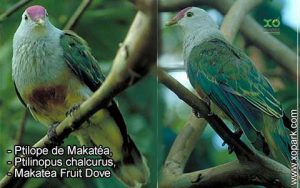 Ptilope de Makatéa, Ptilinopus chalcurus, Makatea Fruit Dove