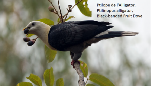 Ptilope de l'Alligator, Ptilinopus alligator, Black-banded Fruit Dove