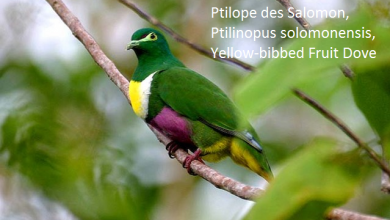 Ptilope des Salomon, Ptilinopus solomonensis, Yellow-bibbed Fruit Dove