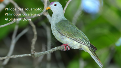 Ptilope des Touamotou, Ptilinopus coralensis, Atoll Fruit Dove