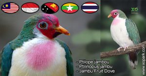 Ptilope jambou, Ptilinopus jambu, Jambu Fruit Dove