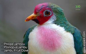 Ptilope jambou, Ptilinopus jambu, Jambu Fruit Dove