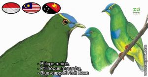 Ptilope moine, Ptilinopus monacha, Blue-capped Fruit Dove