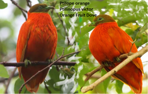 Ptilope orange Ptilinopus victor Orange Fruit Dove