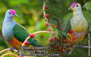 Ptilope à diadème, Ptilinopus regina, Rose-crowned Fruit Dove