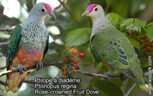 Ptilope à diadème, Ptilinopus regina, Rose-crowned Fruit Dove