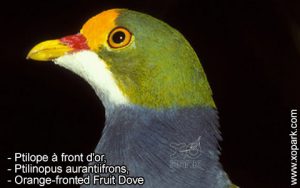 Ptilope à front d'or, Ptilinopus aurantiifrons, Orange-fronted Fruit Dove