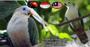 Ptilope à mentonnière - Ptilinopus subgularis - Banggai Fruit Dove