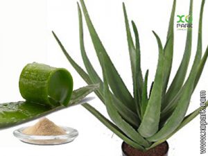 Aloe vera - Agave americana - Agave