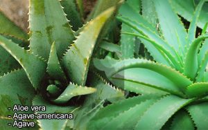 Aloe vera - Agave americana - Agave
